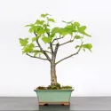 BONSAI TILLEUL "TILIA" 1-14