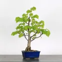BONSAI TILLEUL "TILIA" 2-3