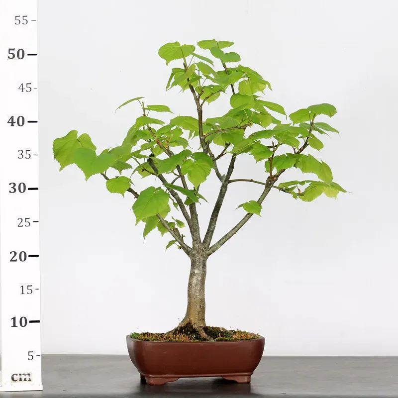 image supplémentaire - BONSAI TILLEUL "TILIA" 2-5