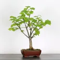BONSAI TILLEUL "TILIA" 2-5