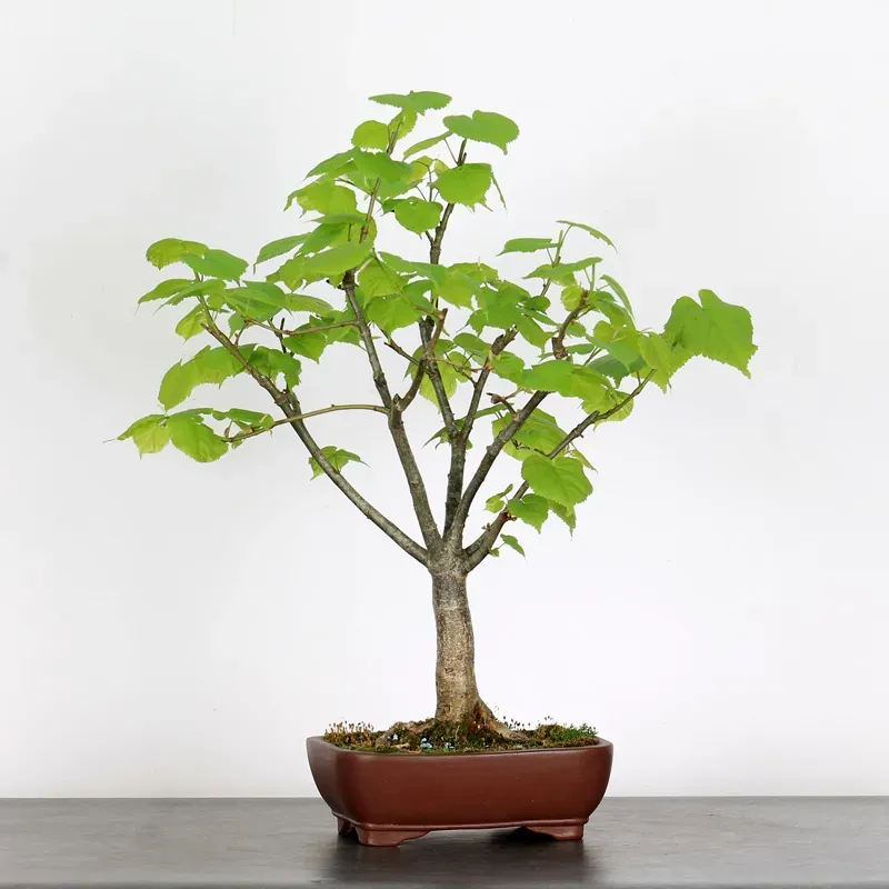 BONSAI TILLEUL "TILIA" 2-5