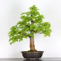 BONSAI TILLEUL "TILIA" 2-8