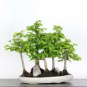 CHARME FORET "Carpinus" 1-3