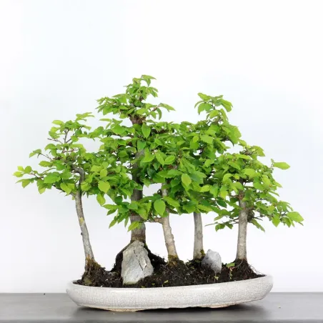 image supplémentaire - CHARME FORET "Carpinus" 1-3