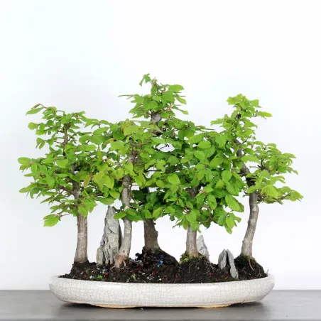 image supplémentaire - CHARME FORET "Carpinus" 1-4