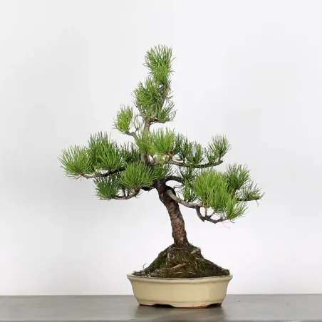 image supplémentaire - BONSAI PIN "PINUS MUGO" 3-1