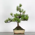 BONSAI PIN "PINUS MUGO" 3-1