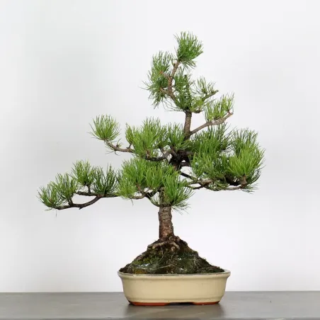 Pin mugo bonsai PM-3-1
