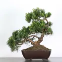 BONSAI PIN "PINUS MUGO" 3-3