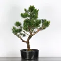 BONSAI PIN "PINUS MUGO" 3-4