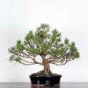 BONSAI PIN "PINUS MUGO" 3-5