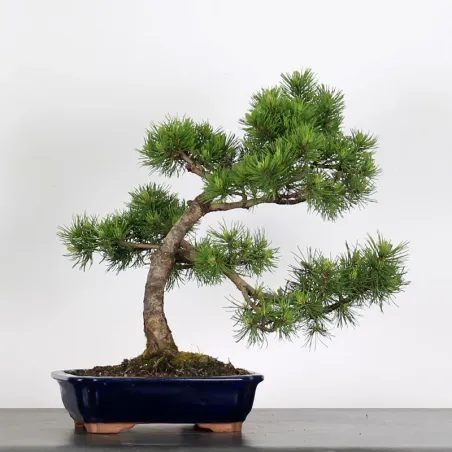 Pin mugo bonsai PM-3-6