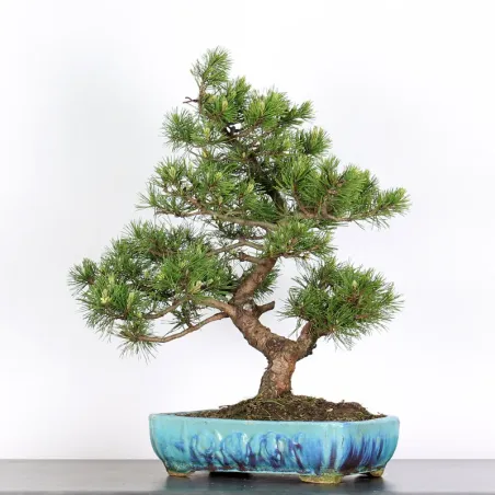 image supplémentaire - BONSAI PINUS MUGO 3-7