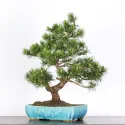 BONSAI PIN "PINUS MUGO" 3-7