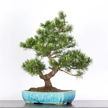 Mugo Bonsai Pine PM-3-7