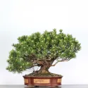 BONSAI PIN "PINUS MUGO" 3-8