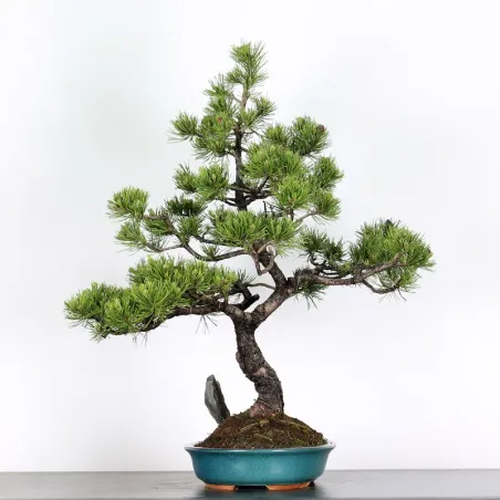 image supplémentaire - BONSAI PIN "PINUS MUGO" 3-9
