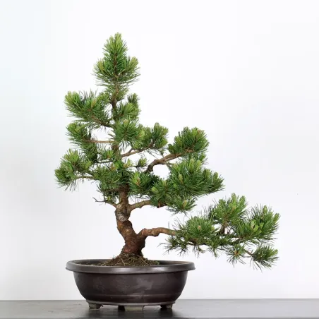 Pin mugo bonsai PM-3-10