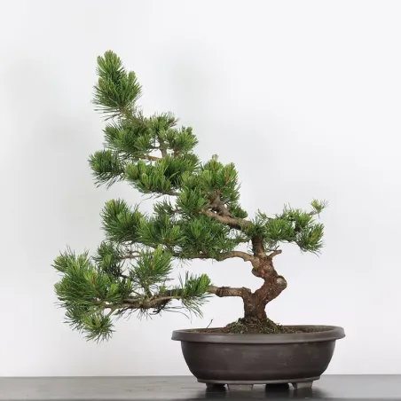 image supplémentaire - BONSAI PIN "PINUS MUGO" 3-10