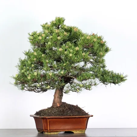 image supplémentaire - BONSAI PIN "PINUS MUGO" 3-11