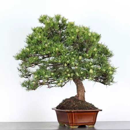 BONSAI PIN "PINUS MUGO" 3-11