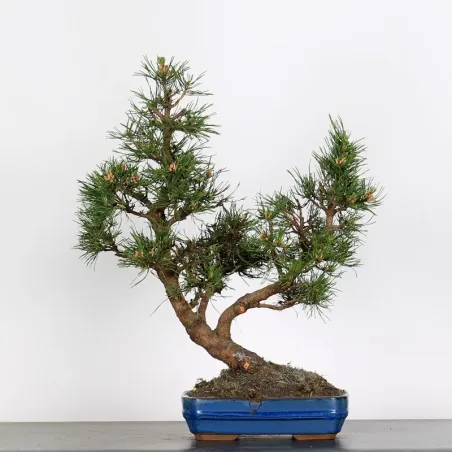 BONSAI PIN "PINUS MUGO" 3-12