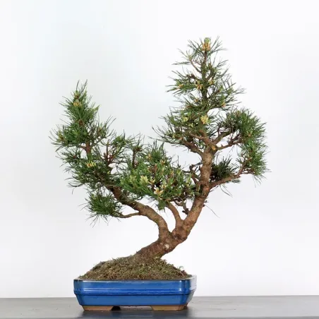 image supplémentaire - BONSAI PIN "PINUS MUGO" 3-12