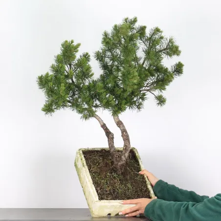 Pin mugo bonsai PM-4-2