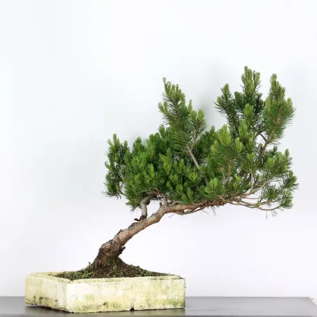 image supplémentaire - PREBONSAI PINUS MUGO 4-2