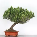 BONSAI PIN MUGO 4-4