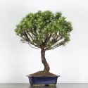 BONSAI PIN MUGO 4-5