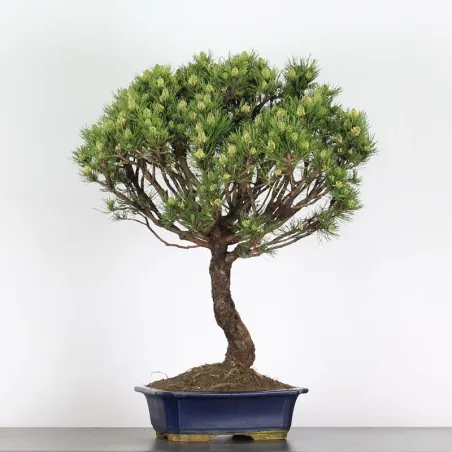 Pin mugo bonsai PM-4-5