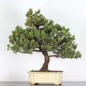 BONSAI PIN MUGO 4-6