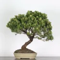 BONSAI PIN MUGO 4-7