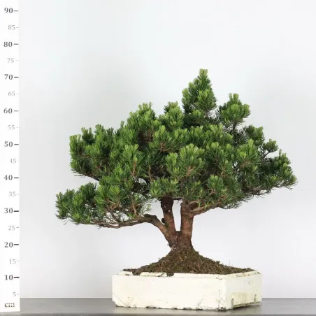 image supplémentaire - PREBONSAI PINUS MUGO 4-8