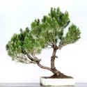 BONSAI PINUS MUGO 5-4