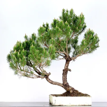 Pin mugo bonsai PM-5-4