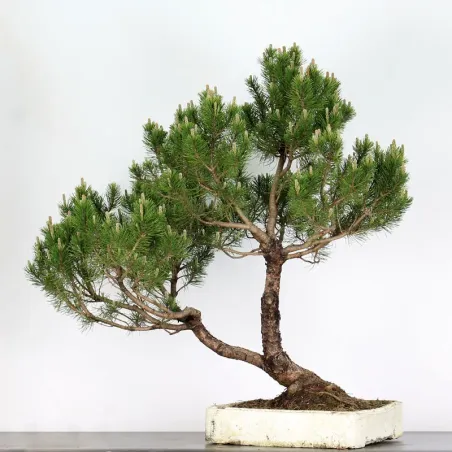 image supplémentaire - BONSAI PINUS MUGO 5-4