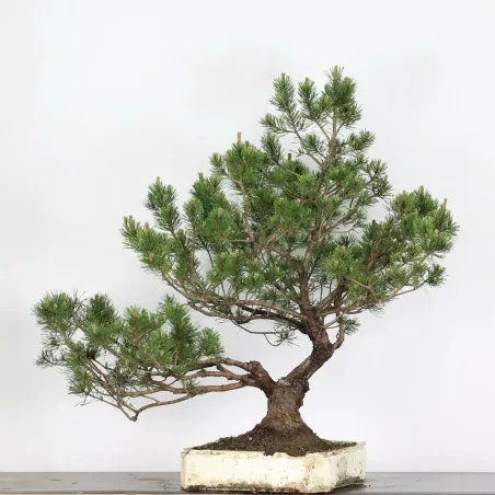 Mugo Bonsai Pine PM-5-5
