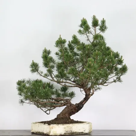 image supplémentaire - BONSAI PINUS MUGO 5-5