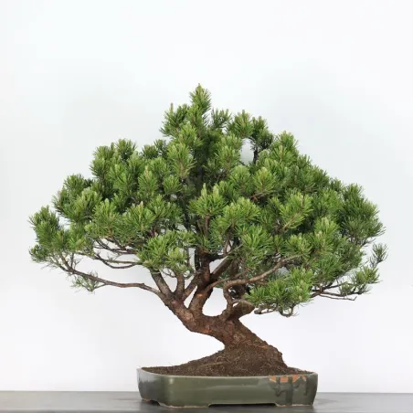 Mugo Bonsai Pine PM-5-6