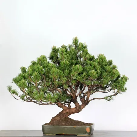 image supplémentaire - BONSAI PINUS MUGO 5-6