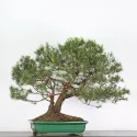 BONSAI PINUS MUGO 5-7
