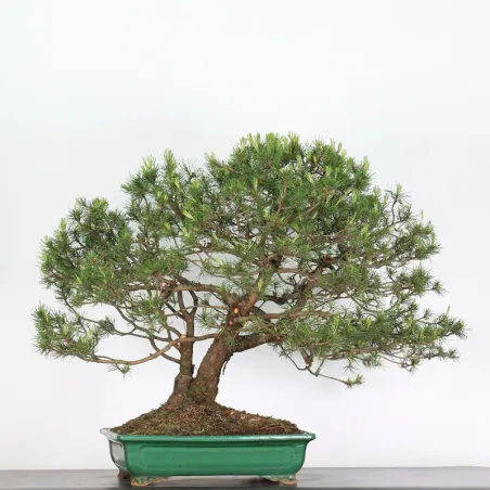 Mugo Bonsai Pine PM-5-7