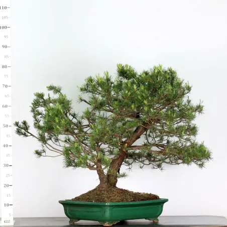 image supplémentaire - BONSAI PINUS MUGO 5-7