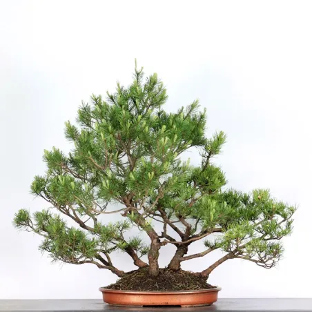 Mugo Bonsai Pine PM-5-8