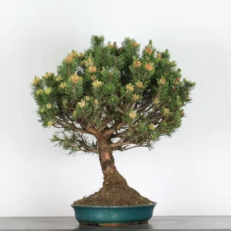image supplémentaire - BONSAI PINUS MUGO 5-9
