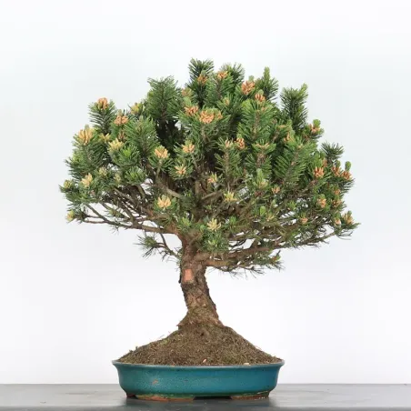 Mugo Bonsai Pine PM-5-9