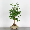 GINKGO BILOBA 1-2