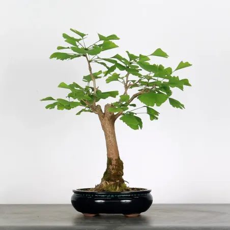 GINKGO BILOBA 1-5